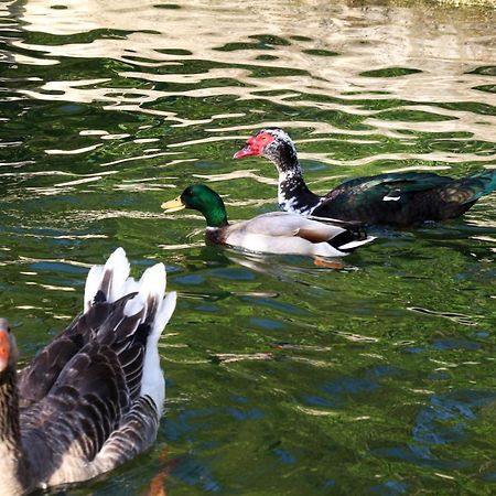 Quinta De Chousas - Braga - Agroturismo מראה חיצוני תמונה
