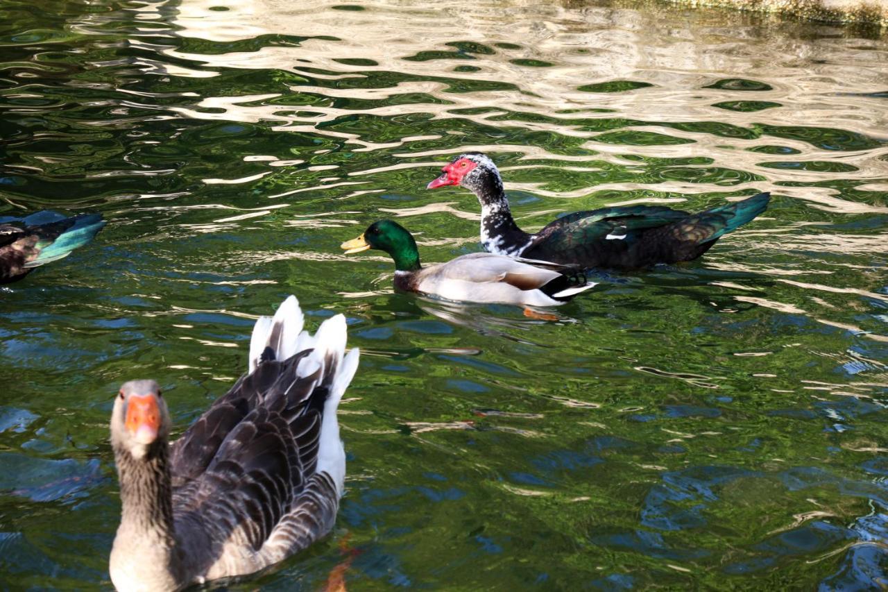 Quinta De Chousas - Braga - Agroturismo מראה חיצוני תמונה